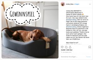 Deutsche Dog- und Catfluencer auf Instagram